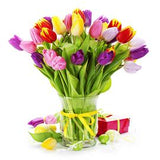Tulipa gesneriana